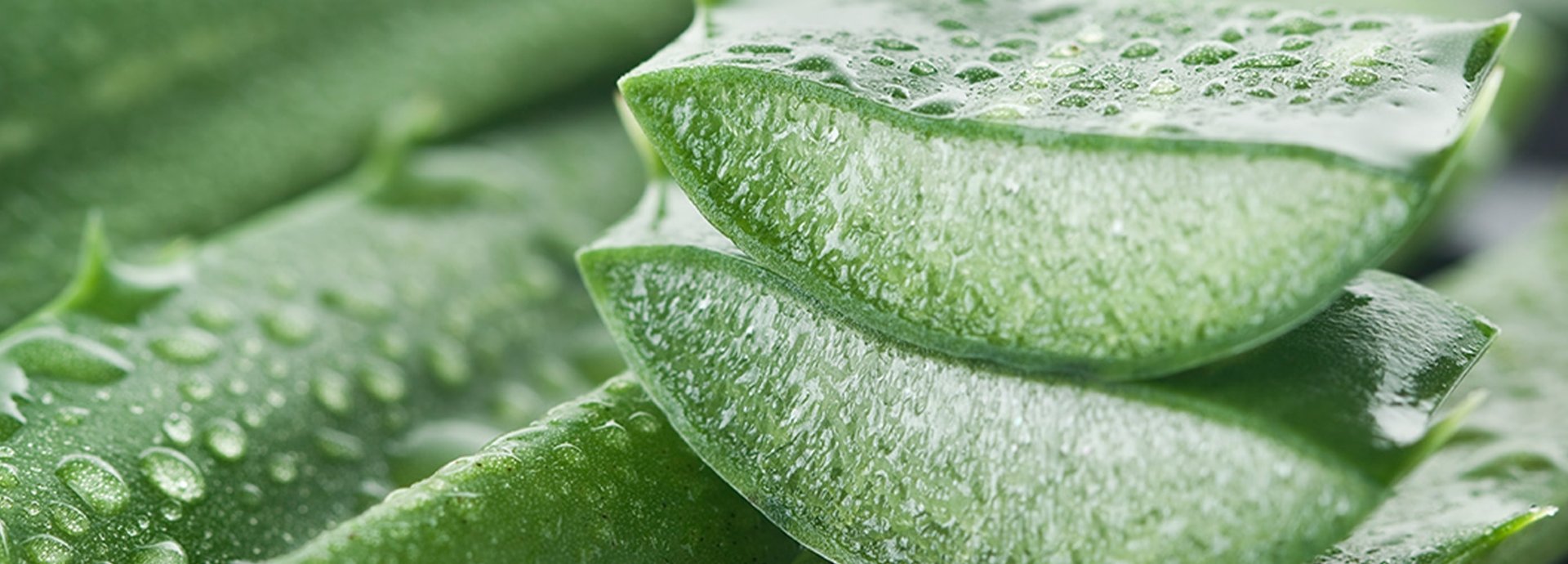 Aloe Vera Blätter, zwei davon in der Mitte aufgeschnitten